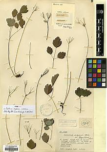Type specimen at Edinburgh (E). Kingdon-Ward, Francis: 1759. Barcode: E00386258.