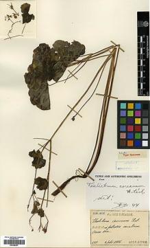 Type specimen at Edinburgh (E). Faurie, Urbain: 150. Barcode: E00386261.