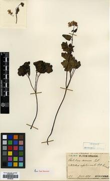 Type specimen at Edinburgh (E). Faurie, Urbain: 151. Barcode: E00386262.