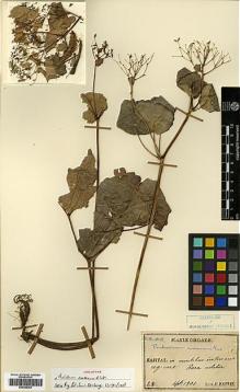 Type specimen at Edinburgh (E). Faurie, Urbain: 23. Barcode: E00386263.