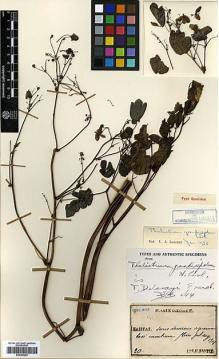 Type specimen at Edinburgh (E). Faurie, Urbain: 20. Barcode: E00386264.