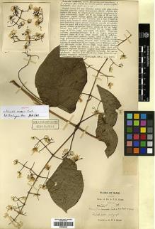 Type specimen at Edinburgh (E). Kerr, Arthur: 1527B. Barcode: E00386280.