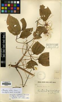 Type specimen at Edinburgh (E). Kerr, Arthur: 2903. Barcode: E00386281.