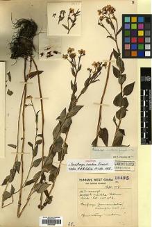 Type specimen at Edinburgh (E). Forrest, George: 18495. Barcode: E00386289.