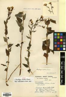 Type specimen at Edinburgh (E). Forrest, George: 18495. Barcode: E00386290.