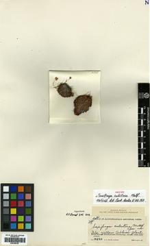 Type specimen at Edinburgh (E). Rock, Joseph: 16840. Barcode: E00386303.