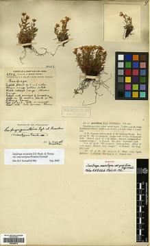 Type specimen at Edinburgh (E). Forrest, George: 2904. Barcode: E00386316.