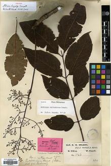 Type specimen at Edinburgh (E). Wilson, Ernest: 1046. Barcode: E00386319.
