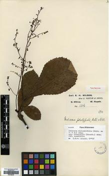 Type specimen at Edinburgh (E). Wilson, Ernest: 1126. Barcode: E00386324.