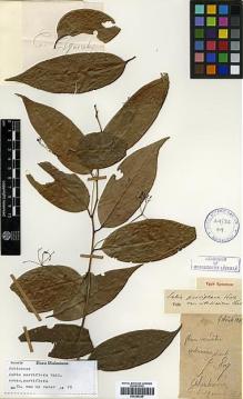 Type specimen at Edinburgh (E). Esquirol, Joseph: . Barcode: E00386328.