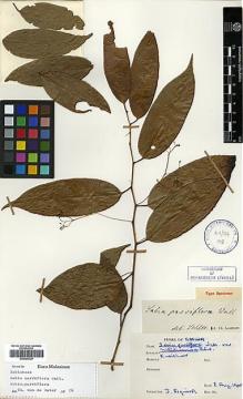 Type specimen at Edinburgh (E). Esquirol, Joseph: . Barcode: E00386329.