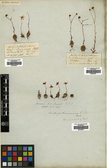Type specimen at Edinburgh (E). Wallich, Nathaniel: 444. Barcode: E00386332.