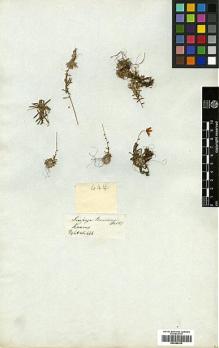 Type specimen at Edinburgh (E). Wallich, Nathaniel: 444. Barcode: E00386335.
