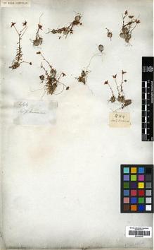 Type specimen at Edinburgh (E). Wallich, Nathaniel: 444. Barcode: E00386336.