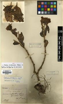 Type specimen at Edinburgh (E). Taquet, Emile: 4249. Barcode: E00386340.