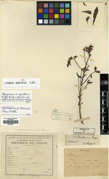 Type specimen at Edinburgh (E). Bodinier, Emile: . Barcode: E00386341.