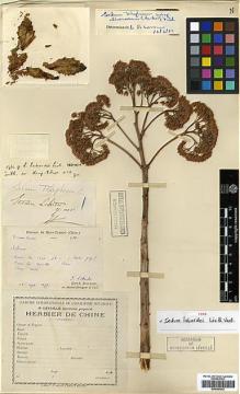 Type specimen at Edinburgh (E). Laborde, J.; Bodinier, Emile: . Barcode: E00386342.