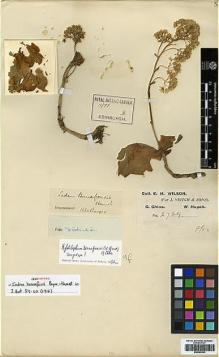 Type specimen at Edinburgh (E). Wilson, Ernest: 2729. Barcode: E00386343.