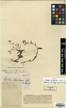 Type specimen at Edinburgh (E). Cavalerie, Pierre: 1555. Barcode: E00386346.