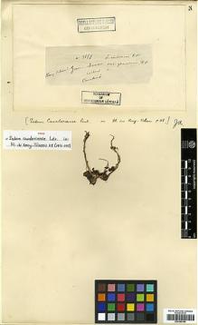 Type specimen at Edinburgh (E). Cavalerie, Pierre: 3879. Barcode: E00386348.