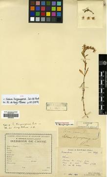 Type specimen at Edinburgh (E). Bodinier, Emile: 2296. Barcode: E00386352.