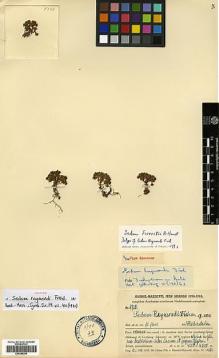 Type specimen at Edinburgh (E). Handel-Mazzetti, Heinrich: 9720. Barcode: E00386354.