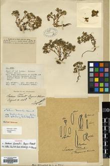 Type specimen at Edinburgh (E). Forrest, George: 2808. Barcode: E00386355.