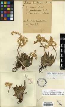 Type specimen at Edinburgh (E). Forrest, George: 11443. Barcode: E00386359.