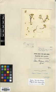 Type specimen at Edinburgh (E). Farrer, Reginald; Purdom, William: 198. Barcode: E00386360.
