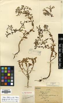 Type specimen at Edinburgh (E). Maire, Edouard-Ernest: . Barcode: E00386365.