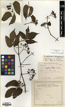 Type specimen at Edinburgh (E). Bodinier, Emile: 2402. Barcode: E00386376.