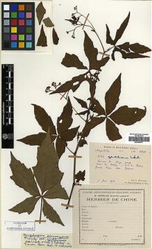 Type specimen at Edinburgh (E). Bodinier, Emile: 2301. Barcode: E00386377.