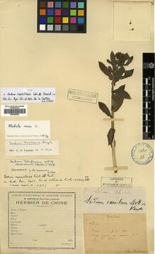 Type specimen at Edinburgh (E). Bodinier, Emile: . Barcode: E00386383.