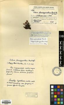 Type specimen at Edinburgh (E). Handel-Mazzetti, Heinrich: 7281. Barcode: E00386386.