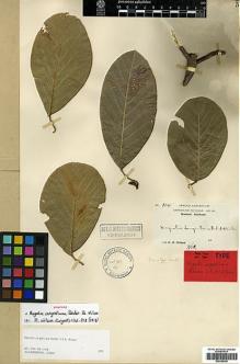 Type specimen at Edinburgh (E). Wilson, Ernest: 914. Barcode: E00386390.