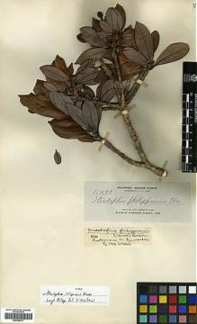 Type specimen at Edinburgh (E). Elmer, Adolph: 11493. Barcode: E00386411.