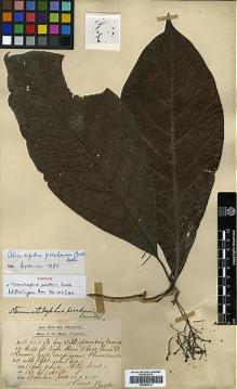 Type specimen at Edinburgh (E). Kunstler, Herman: 6703. Barcode: E00386412.