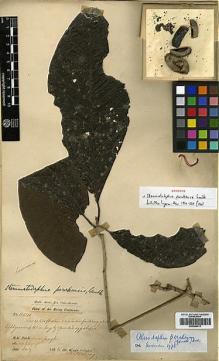 Type specimen at Edinburgh (E). Dr G. King's Collector: 10541. Barcode: E00386413.