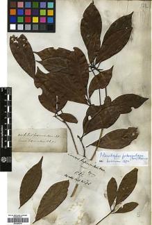 Type specimen at Edinburgh (E). Wallich, Nathaniel: Wall Cat. 2596. Barcode: E00386414.