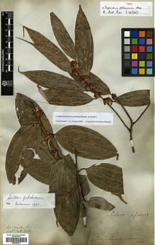 Type specimen at Edinburgh (E). Wallich, Nathaniel: 2567. Barcode: E00386415.