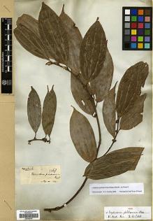 Type specimen at Edinburgh (E). Wallich, Nathaniel: 2567. Barcode: E00386416.