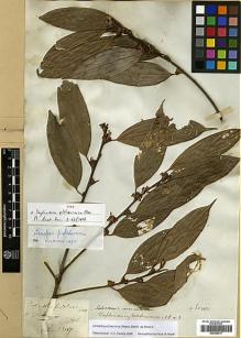 Type specimen at Edinburgh (E). Wallich, Nathaniel: 2567. Barcode: E00386417.