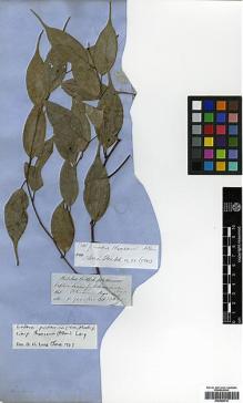 Type specimen at Edinburgh (E). Hooker, Joseph; Thomson, Thomas: . Barcode: E00386418.