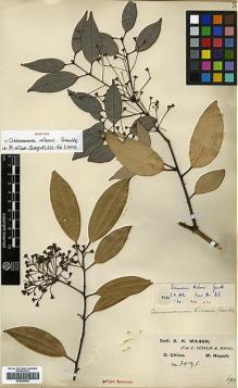 Type specimen at Edinburgh (E). Wilson, Ernest: 2098. Barcode: E00386425.