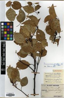 Type specimen at Edinburgh (E). Taquet, Emile: 1334. Barcode: E00386437.