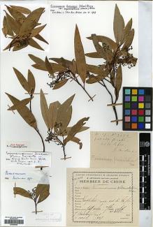 Type specimen at Edinburgh (E). Cavalerie, Pierre: 3082. Barcode: E00386440.