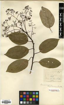 Type specimen at Edinburgh (E). Wilson, Ernest: 836. Barcode: E00386443.