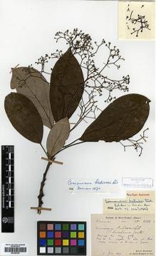 Type specimen at Edinburgh (E). Bodinier, Emile: 2622. Barcode: E00386445.