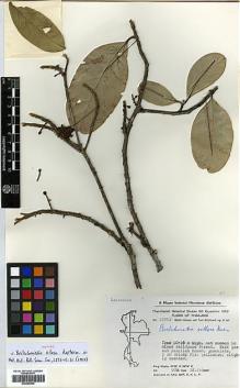 Type specimen at Edinburgh (E). Hansen, Bertel & Smitinand, Tem: 12753. Barcode: E00386449.