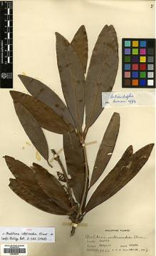 Type specimen at Edinburgh (E). Elmer, Adolph: 8832. Barcode: E00386457.